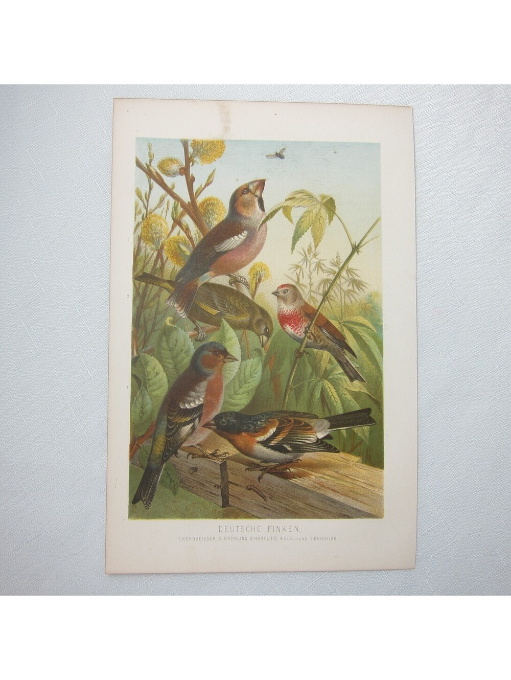 Antique Bird Print Lithograph Hawfinch Greenfinch Chaffinch Brambling 1882 RARE